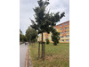 Mieszkanie pomorskie
Gdańsk
Brzeźno Do wynajęcia 2200 PLN 27 m2 