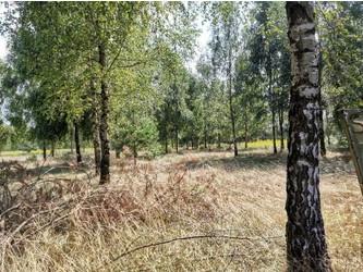 Działka mazowieckie
nowodworski
Pomiechówek
Szczypiorno Na sprzedaż 318 200 PLN 1591 m2 