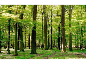 Działka małopolskie
wielicki
Wieliczka
Koźmice Wielkie Na sprzedaż 300 000 PLN 23 206 m2 