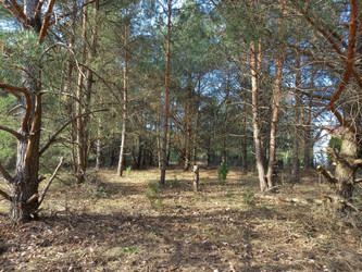 Działka mazowieckie
makowski
Różan
Dzbądz Na sprzedaż 106 250 PLN 1238 m2 